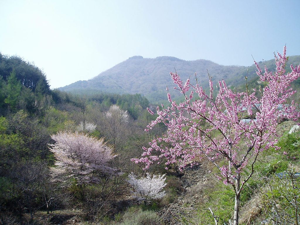 고향의봄 이미지